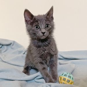 Pizzelle is a enthusiastic and spritely little gal who purrs to the touch and sn