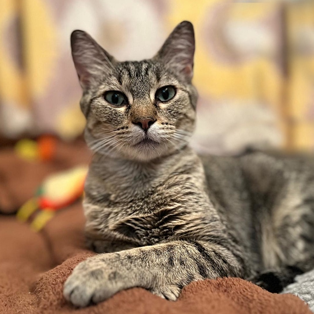 Momma Gray, an adoptable Domestic Short Hair in Calgary, AB, T3C 1W4 | Photo Image 1