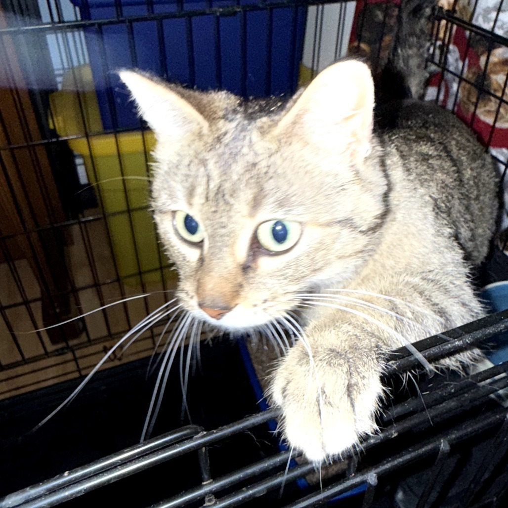 Momma Gray, an adoptable Domestic Short Hair in Calgary, AB, T3C 1W4 | Photo Image 2