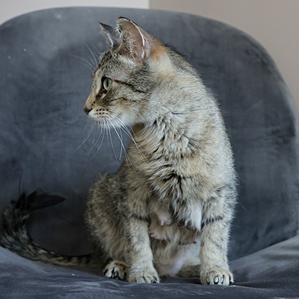 Momma Gray, an adoptable Domestic Short Hair in Calgary, AB, T3C 1W4 | Photo Image 4