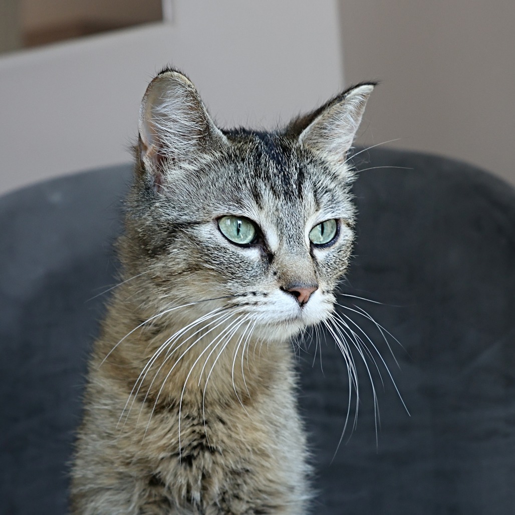 Momma Gray, an adoptable Domestic Short Hair in Calgary, AB, T3C 1W4 | Photo Image 5