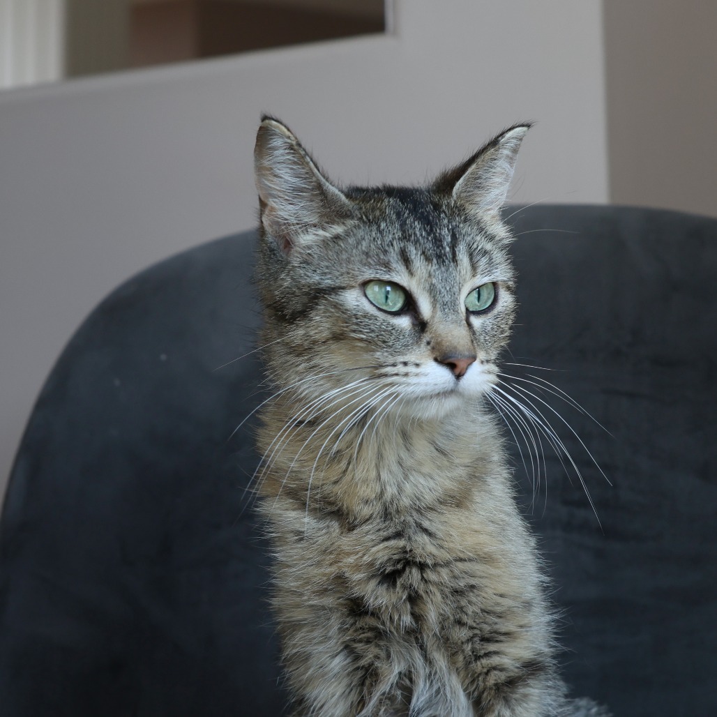 Momma Gray, an adoptable Domestic Short Hair in Calgary, AB, T3C 1W4 | Photo Image 6