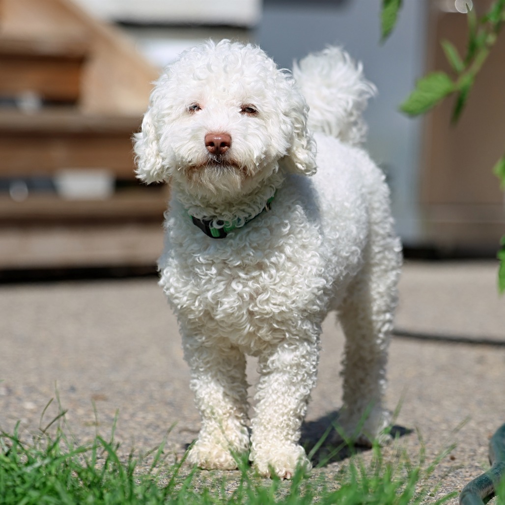 Jack, an adoptable Poodle in Calgary, AB, T3C 1W4 | Photo Image 1