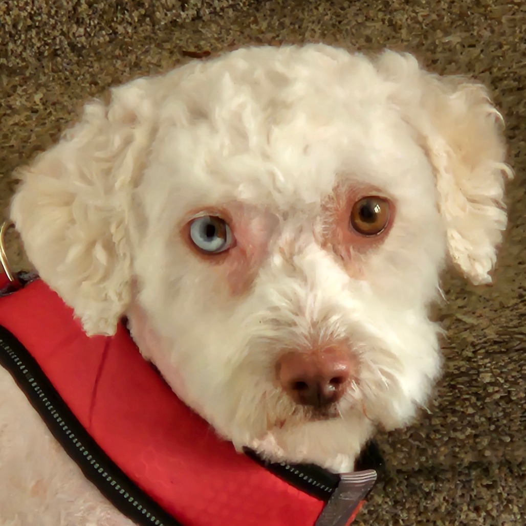 Jack, an adoptable Poodle in Calgary, AB, T3C 1W4 | Photo Image 2