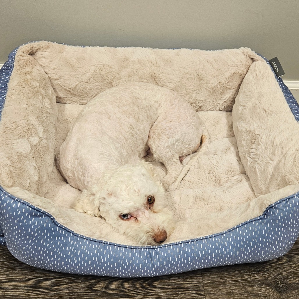 Jack, an adoptable Poodle in Calgary, AB, T3C 1W4 | Photo Image 3