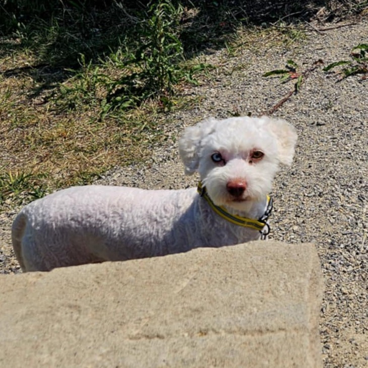 Jack, an adoptable Poodle in Calgary, AB, T3C 1W4 | Photo Image 4