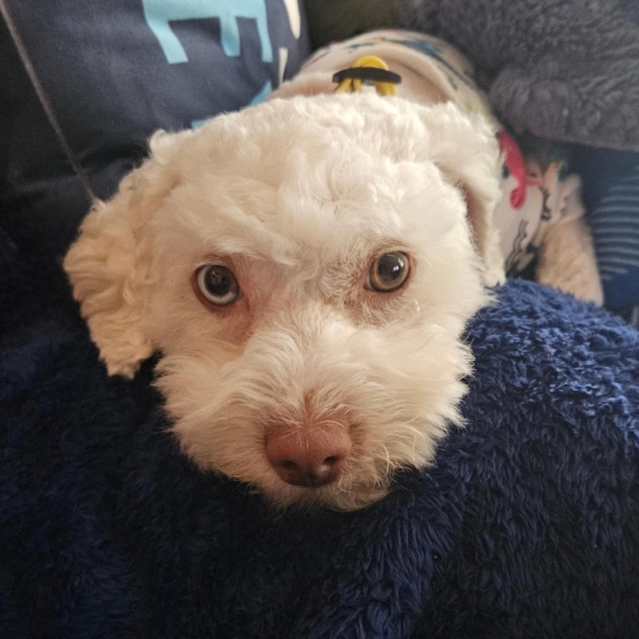 Jack, an adoptable Poodle in Calgary, AB, T3C 1W4 | Photo Image 5