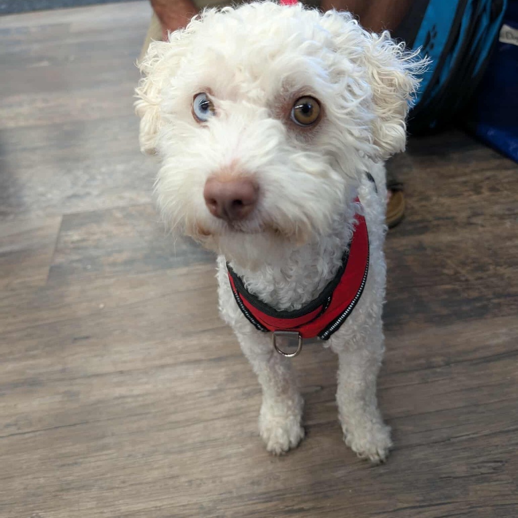 Jack, an adoptable Poodle in Calgary, AB, T3C 1W4 | Photo Image 6
