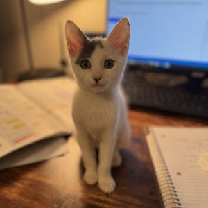 Mazsie, Baby Female Domestic Short Hair