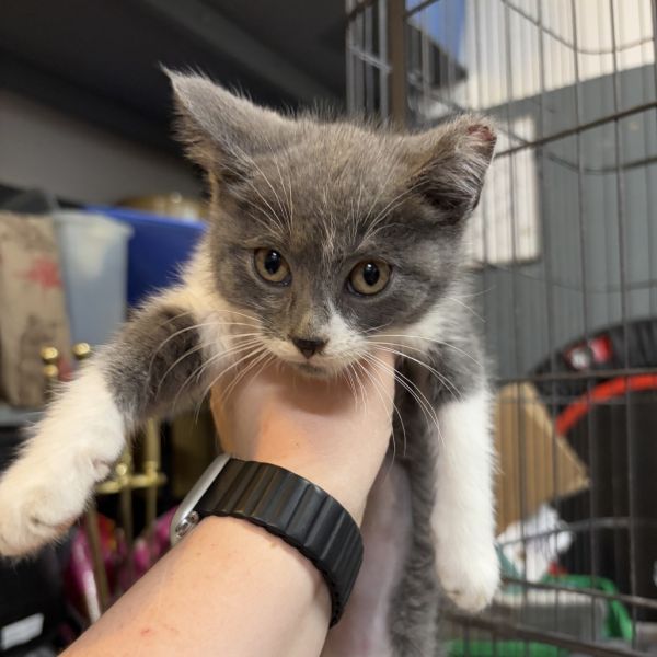 Pet Image