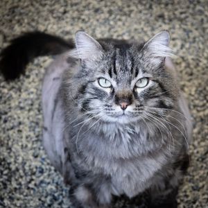 Ren, Adult Male Domestic Long Hair