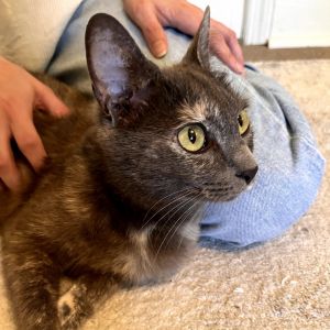 Brooke, Young Female Domestic Short Hair