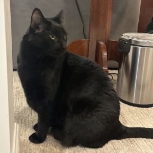 Chip, Adult Male unknown