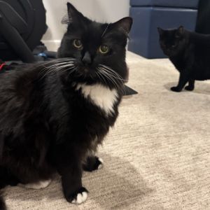 Dip, Adult Male Domestic Short Hair