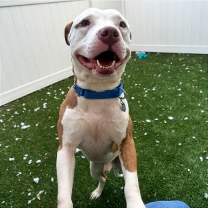Cowboy, Adult Male Mixed Breed