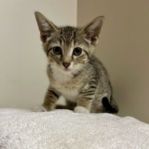 Hazel, Baby Female Domestic Short Hair