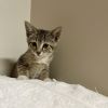 Hazel photo 2