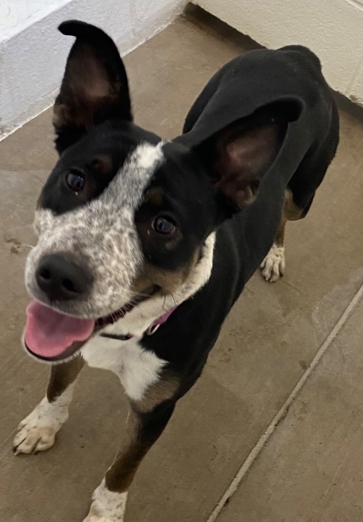 Sox, an adoptable Australian Cattle Dog / Blue Heeler in Gillette, WY, 82716 | Photo Image 1