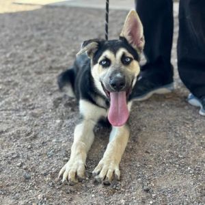 Bosa*, Baby Male Mixed Breed