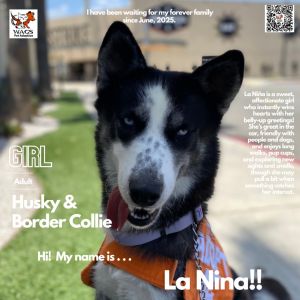 La Nina, Adult Female Husky