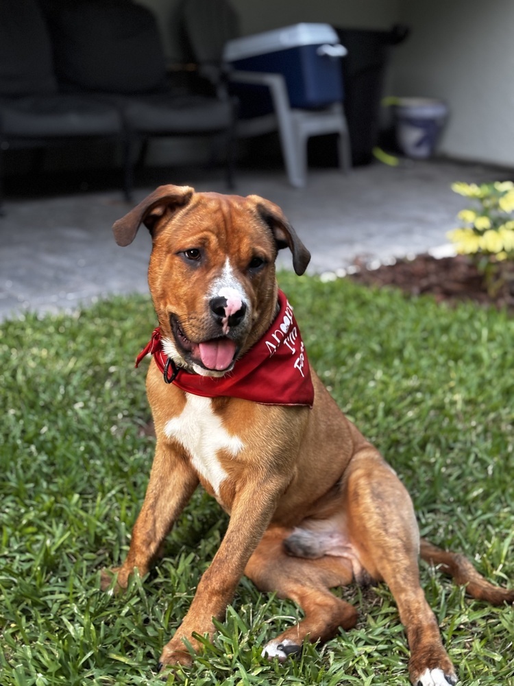 Bruno