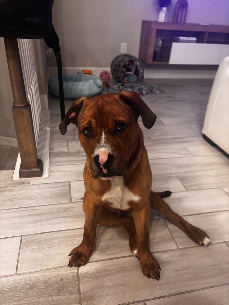 Bruno