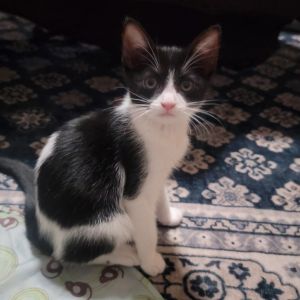 Cocoa, Baby Female Domestic Short Hair