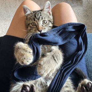 Starfish Domestic Short Hair Cat