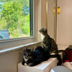 Howie Macintyre - EF Domestic Medium Hair Cat
