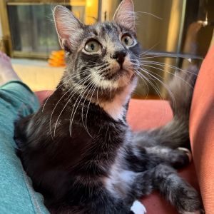 Theodore Rex - EF Domestic Medium Hair Cat