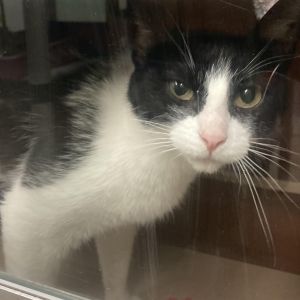 Tiff, Young Female Domestic Short Hair