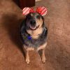 Clyde - Home to Home photo 1