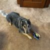 Clyde - Home to Home photo 4