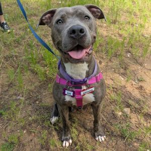 Seraphina, Adult Female Pit Bull Terrier