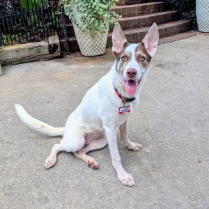 Neisha, Young Female Husky