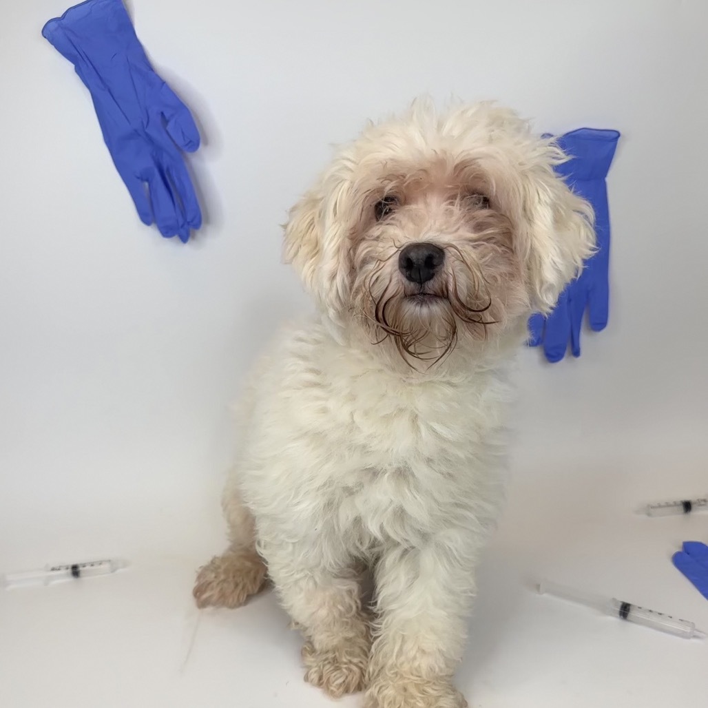 Dr. Vanhorn, an adoptable Havanese in Fort Wayne, IN, 46808 | Photo Image 1