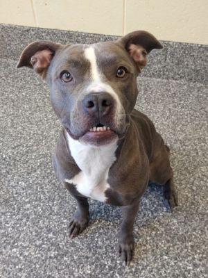 Bella Donna, Adult Female Pit Bull Terrier
