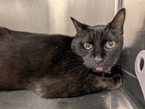 Ace, Adult Male Domestic Short Hair