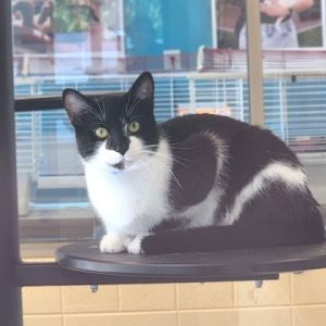 Oriole, Young Male Domestic Short Hair