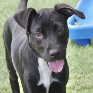Hi my name is Candy My siblings and I came all the way from St Thomas to find our furever