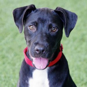 Hi my name is Candy My siblings and I came all the way from St Thomas to find our furever