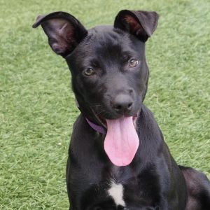 Hi my name is Wendy My siblings and I came all the way from St Thomas to find our furever