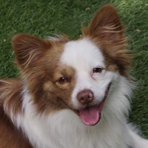 Yoda Chihuahua Dog