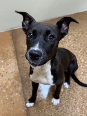 Kylie, Adult Female Pit Bull Terrier