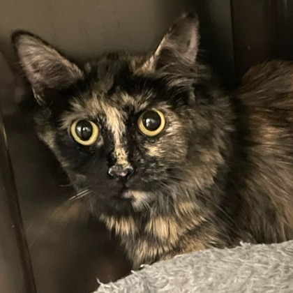 Purrincess Leia