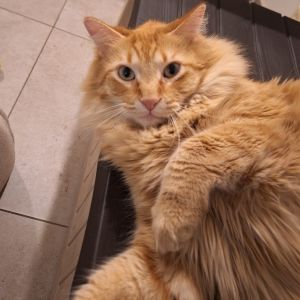 Gritty, Adult Male Domestic Long Hair
