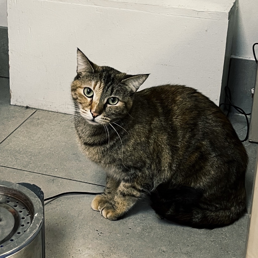 JC, an adoptable Domestic Short Hair in Las Vegas, NV, 89121 | Photo Image 1