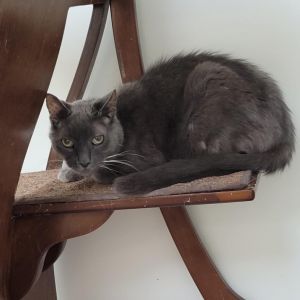 Echo, Senior Male Domestic Short Hair