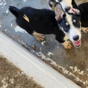 Astro