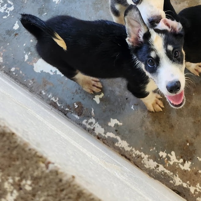 Astro